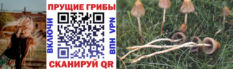 даркнет сайт  Рузаевка  Псилоцибиновые грибы Magic Shrooms 